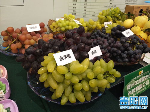 2019中國貴陽國際特色農產品交易會盛大開幕，農產品貿易迎來新機遇